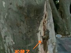 -静安公园(静安寺街道)