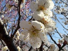 -香雪海