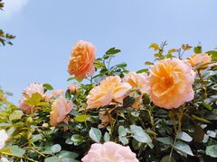 -苏州公园(双塔街道)