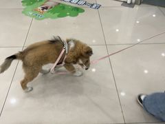 -艾贝尔宠物医院 ·中兽医·宠保定点(北门桥店)