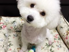 -派多格宠物·购宠(靛厂路店)