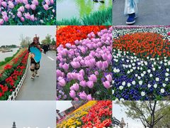-荷兰花海