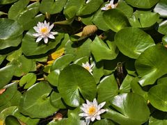 -东山雕花楼