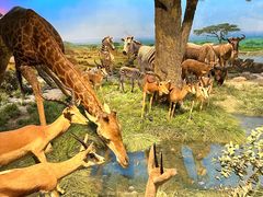 -国家自然博物馆