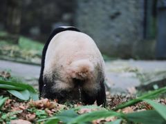 -都江堰中华大熊猫苑