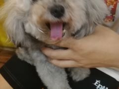 -志龙皇冠吃货椰子铺