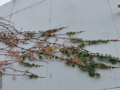 -福田红树林生态公园