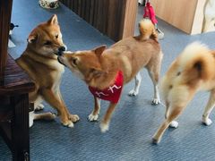 -柴源莊·柴小宠柴犬咖啡