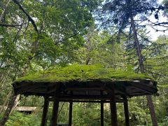 -五营红松林海景区