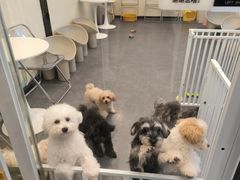 -有喵·猫咖·狗咖·30几只猫10只小狗(岗厦店)