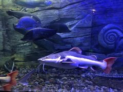 -芜湖新华联大白鲸海洋公园