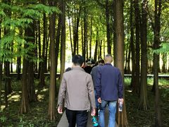 -溱湖国家湿地公园