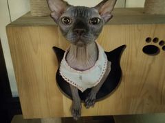 -more than meow吴止猫主题餐厅(承德 中船汇店)