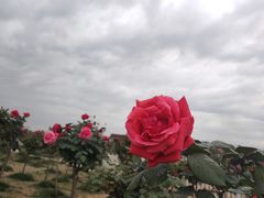 -空港花田景区