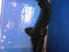 -荣德灶台鱼(圣泉寺店)