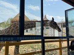 -西霞口神雕山野生动物世界