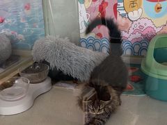 -糯米喵星人总部直营旗舰店·猫舍·幼猫出售