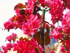 -海棠花溪(元大都城垣遗址公园)