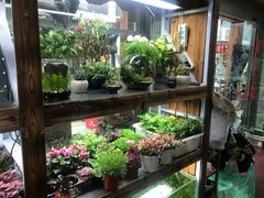-武汉花鸟市场