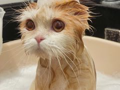 -袖虎·猫馆(体育西路店)