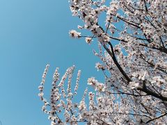 -桃花堤公园
