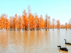 -池杉湖湿地公园