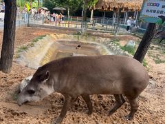 -西霞口神雕山野生动物世界