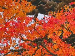 -医王山·飞騨国分寺