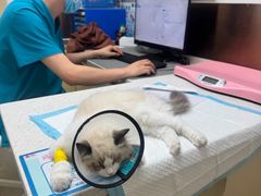 -宠颐生宠物医院·心肾内科·猫专科诊疗中心宠巢店