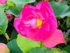 -陈家山荷花公园