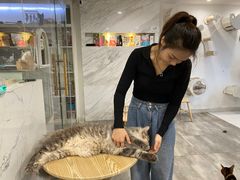 -楼上猫咖(罗湖店)
