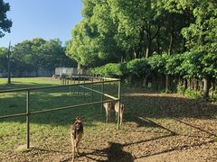 -合肥野生动物园