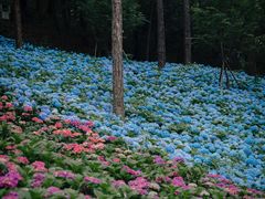 -临平公园(临平街道)