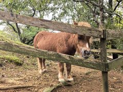-神户市立六甲山牧场