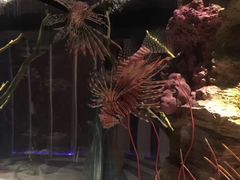 -暹罗海洋世界