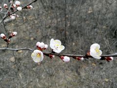 -望峪山庄