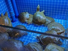 -湘里乡亲甲王二老店