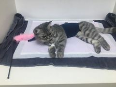 -关爱宠物医院·猫科中心·消化科(滨湖万达分院)