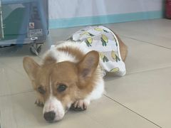 -怪兽屋·羊驼·猫咖·狗咖(俊华广场店)