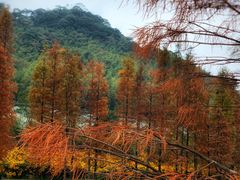-广州市石门国家森林公园