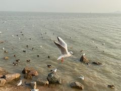 -深圳湾公园(南山区)