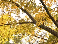 -三里屯东五街银杏大道