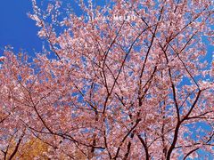 -樱苑(四川北路店)