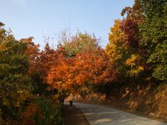 -北京西山国家森林公园