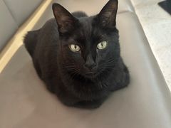 -喵园·猫主题咖啡厅·撸猫·猫咖(国贸店)