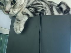 -lincat·猫舍(广州店)