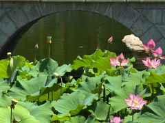 -莲湖公园