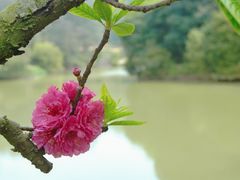 -南国桃园旅游度假区