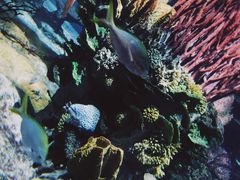 -迪拜帆船酒店海底餐厅