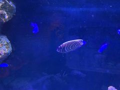 -暹罗海洋世界